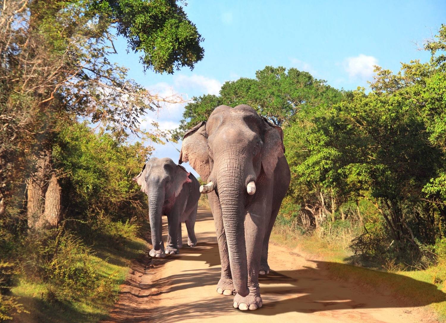 6 Best Activities to Try While in Sri Lanka
