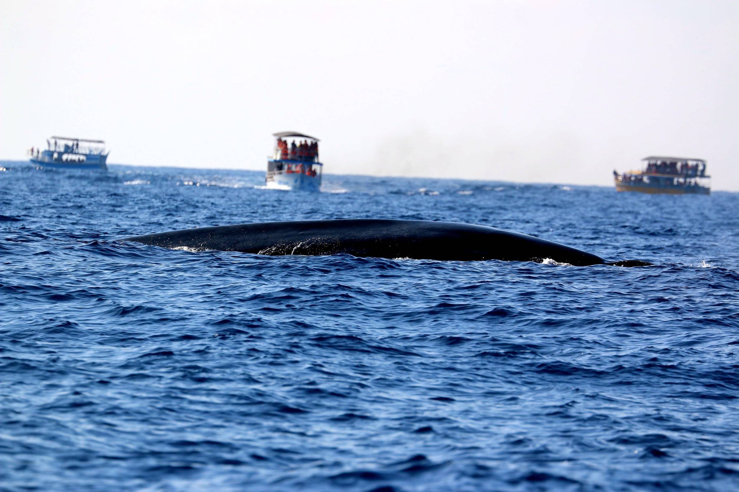A whale being watched in Mirissa, Sri Lanka