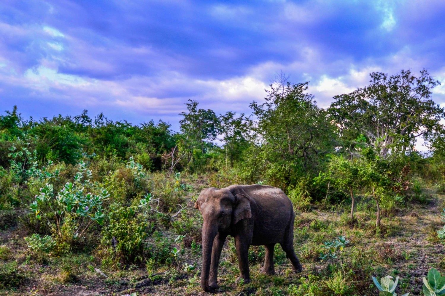 Elephant In Uda Walawe National Park Sri Lanka