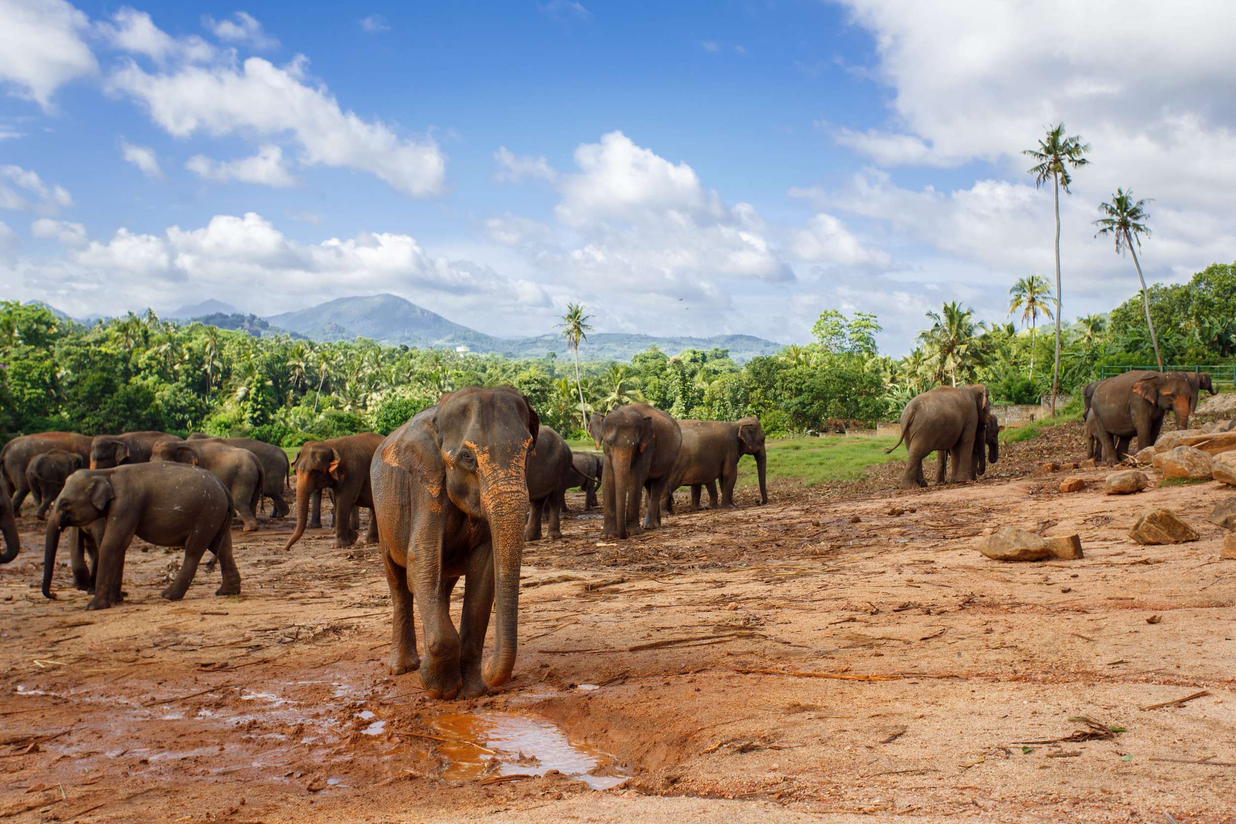 Herd of Sri Lankan elephants
