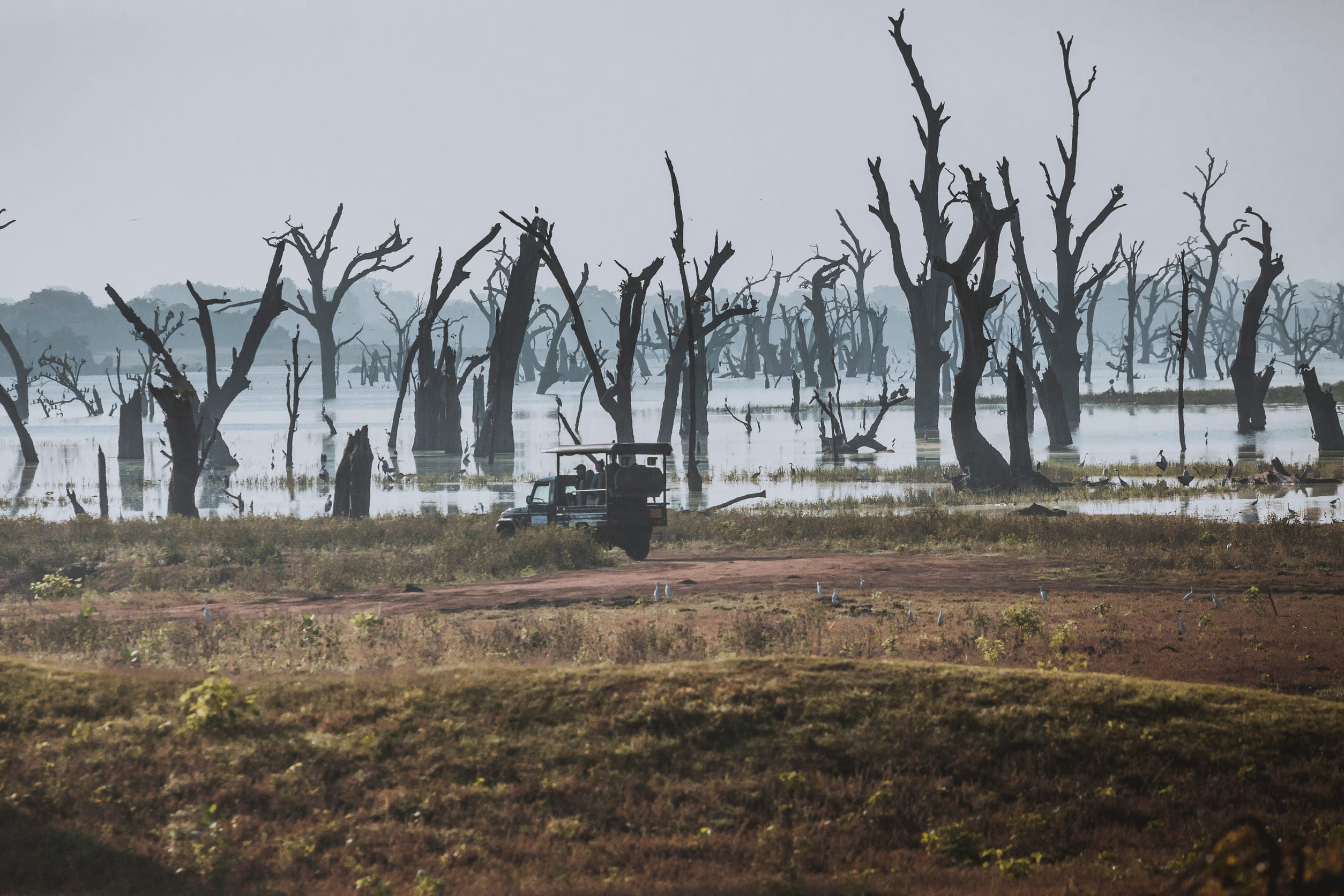 Safari at Udawalawe National Park