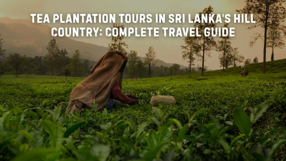 Tea Plantation Tours in Sri Lanka's Hill Country