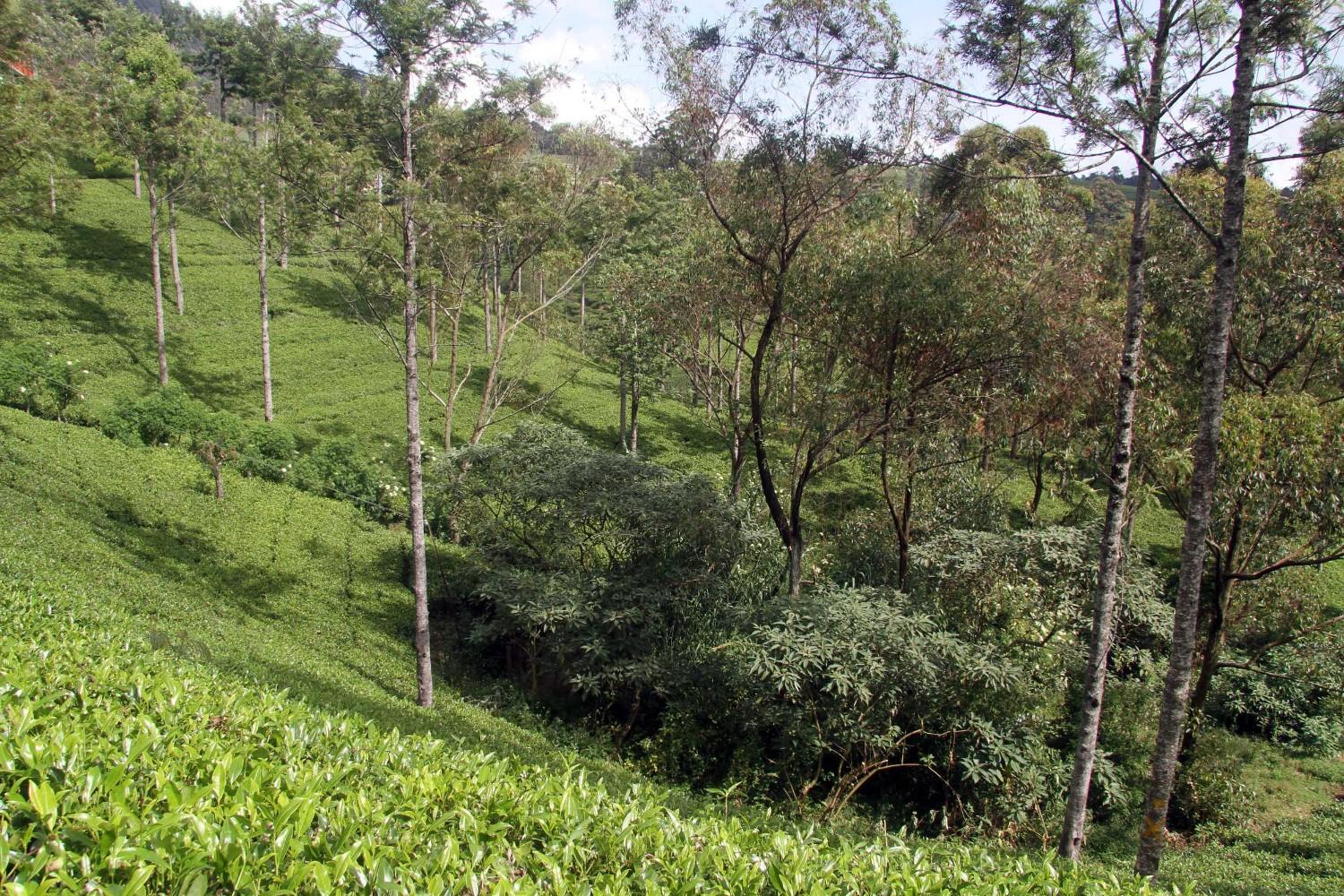 Tea Plantations In Nuwara Eliya Sri Lanka