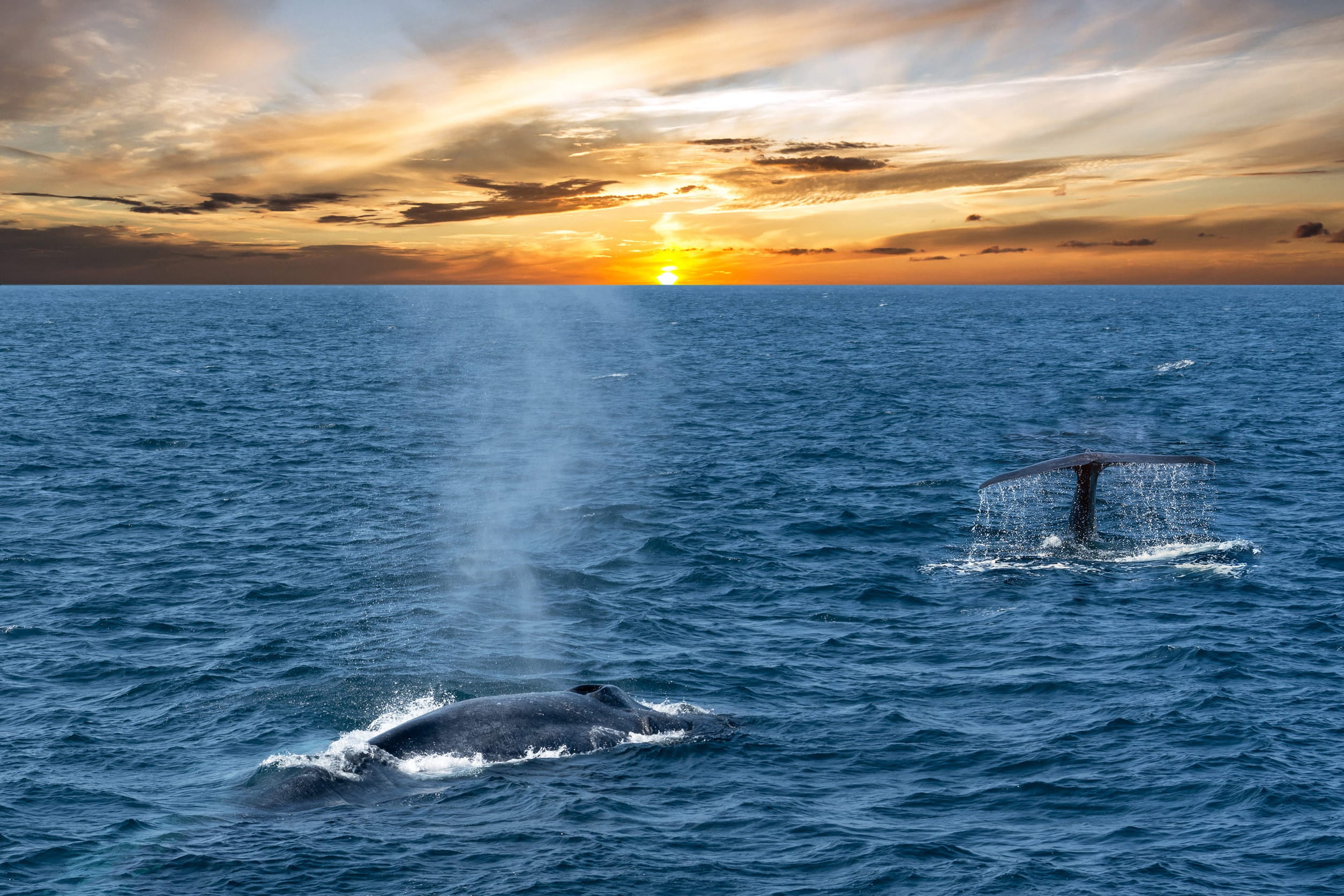 Whale Watching In Mirissa Sri Lanka
