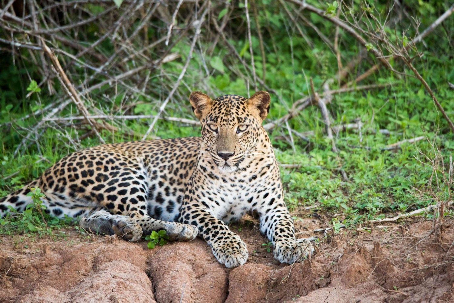 Yala National Park Sri Lanka